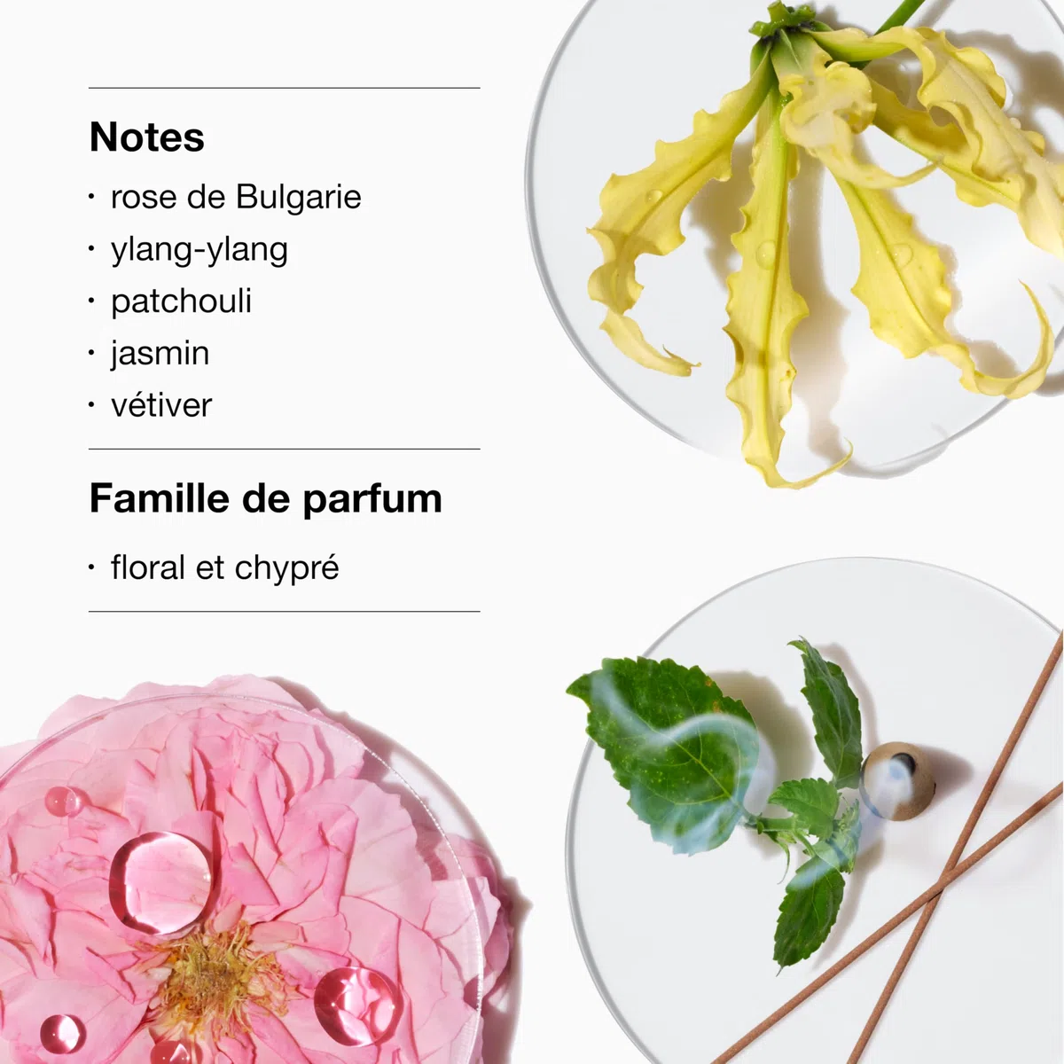 Clinique Aromatics Elixir Eau De Parfum | Parfum Culte | Notes de Rose Bulgare, Ylang-Ylang, Patchouli, Jasmin + Vétiver